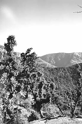 Dharamsalla